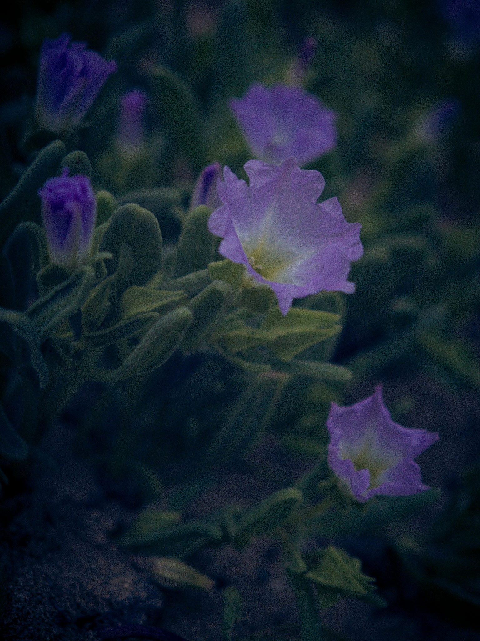 Flores violetas fotografiadas en la naturaleza