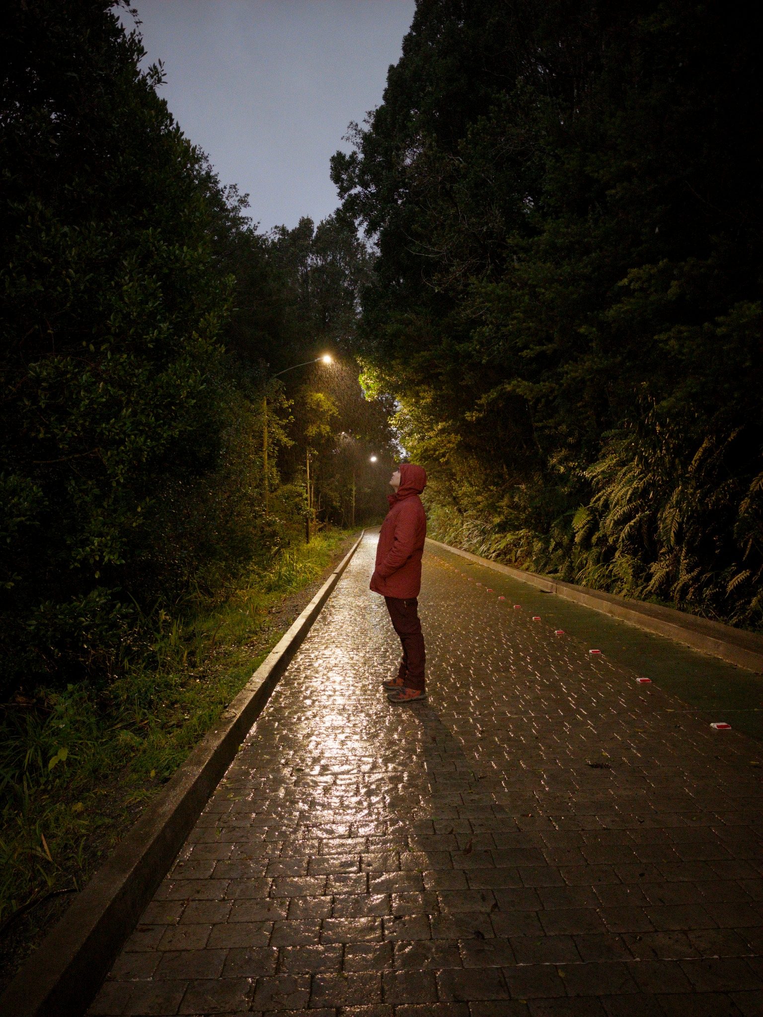 Camino lluvioso en el bosque