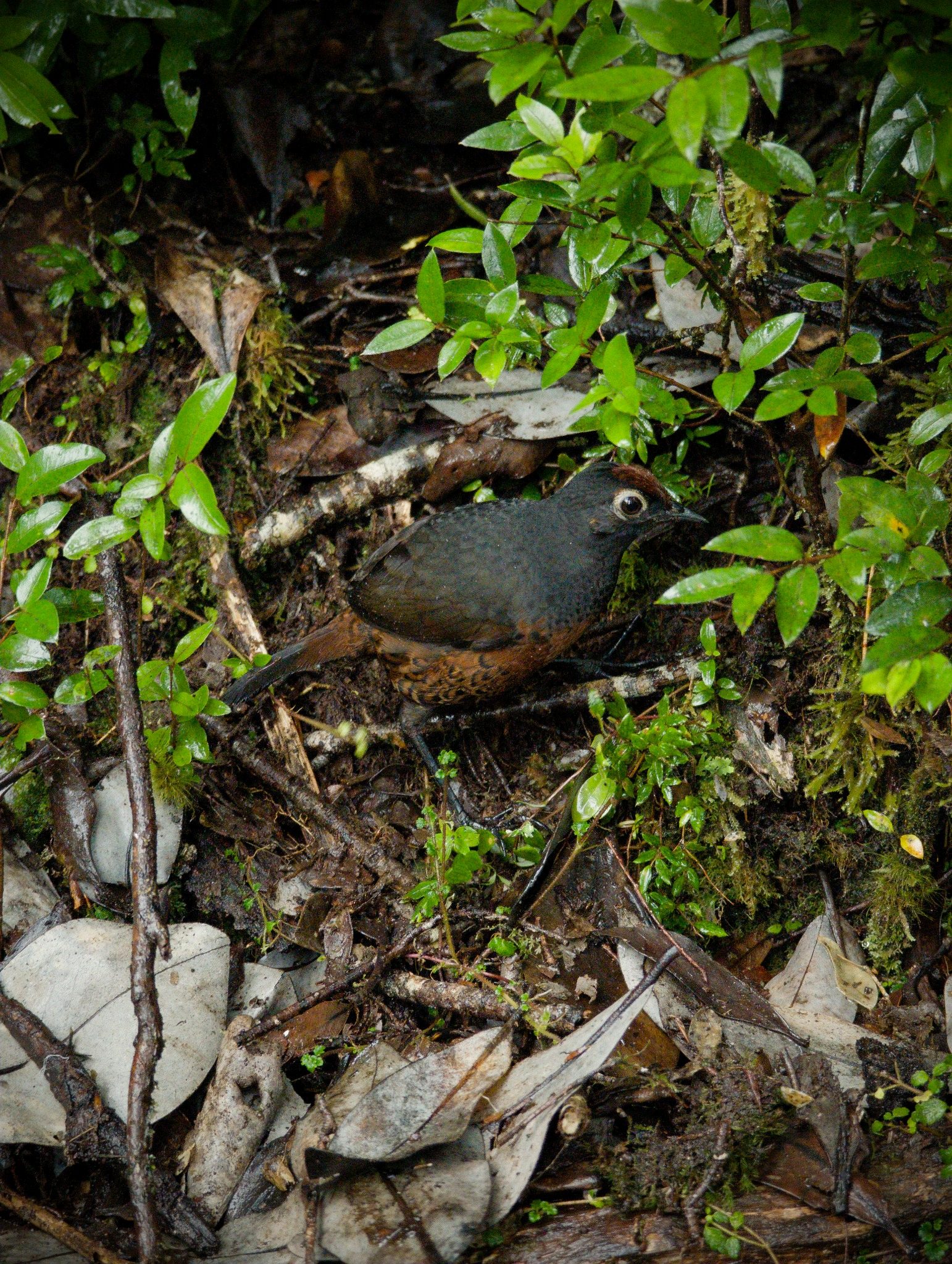 Ave entre la vegetación de un bosque chileno