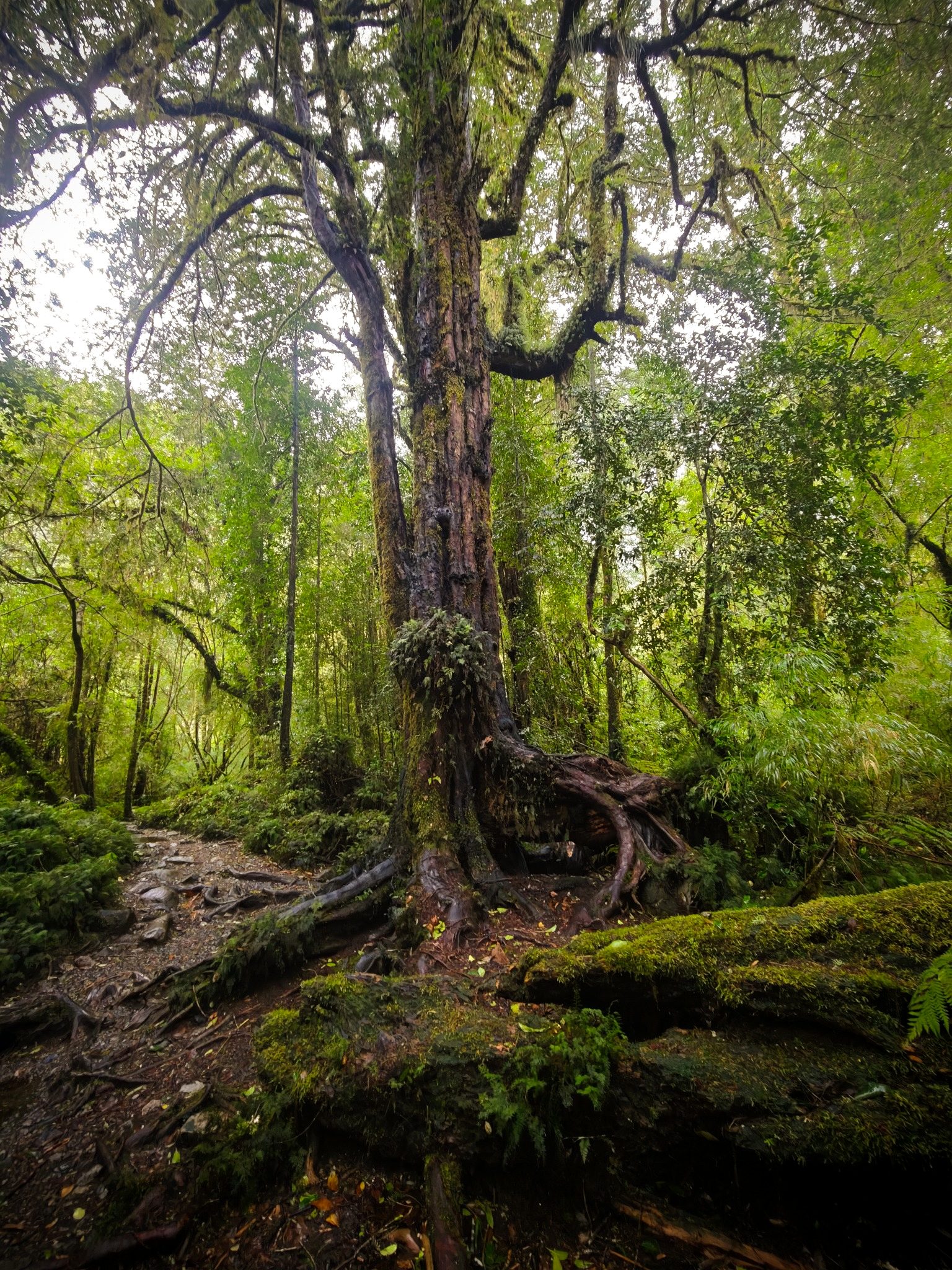 Árbol antiguo dentro de un bosque del sur de Chile