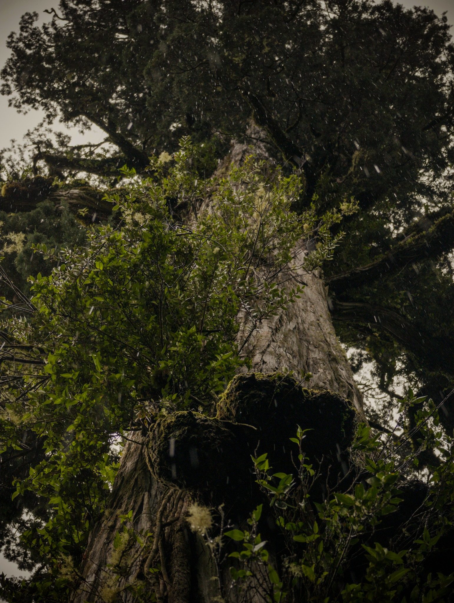 Árbol gigante cubierto de vegetación en un bosque chileno
