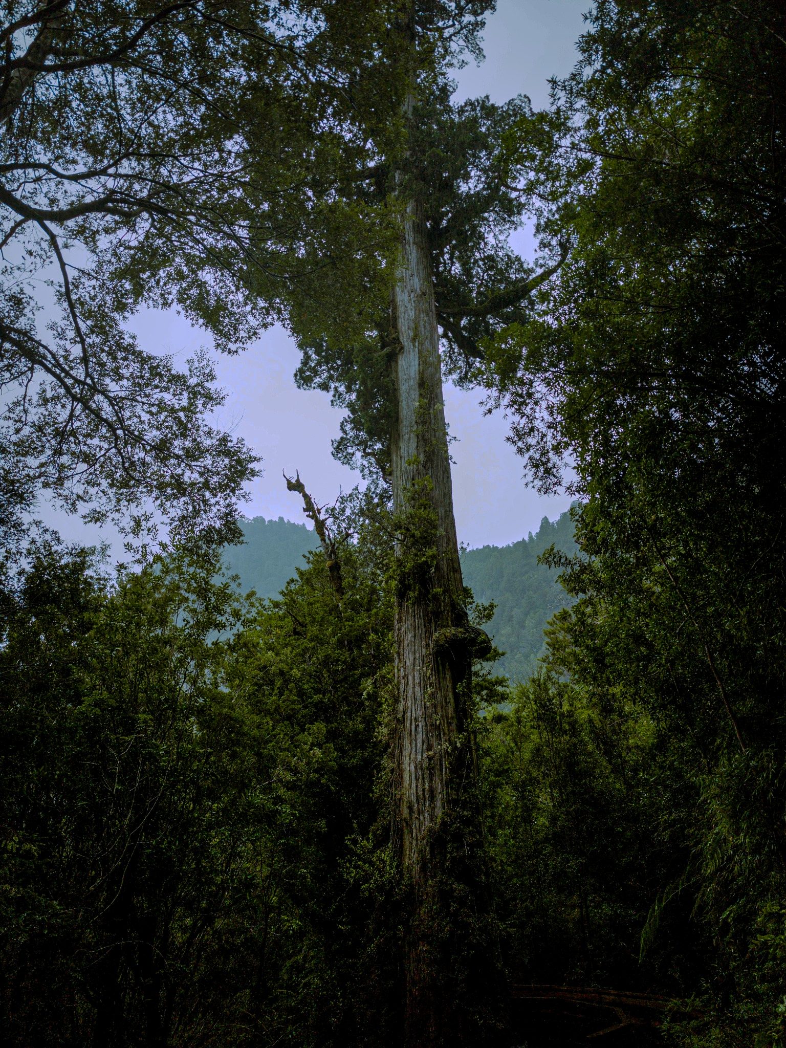Árbol alto dentro de un bosque austral de Chile